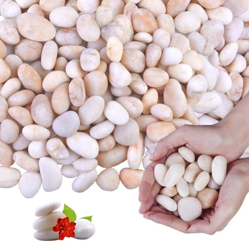 Lechloris 10Ib Cream White River Rock- Decorative Pebbles for Plants - River Rocks for Outdoor Landscaping- 0.3-0.8 inch High Polished Stones for Aquarium, Terrarium,Vases, Home Decor