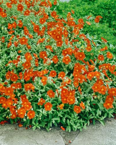 Helianthemum 'Watergate Orange' 9x9 cm Topf – Winterhart, Immergrün, Pflegeleicht – Sonnenröschen – Bodendecker für Steingarten & Beet