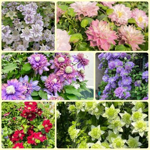 ClematisZwiebeln, frühlingsblüher Clematis florida, Kletterpflanze, zimmerpflanze winterhart schnellwachsende 9pcs