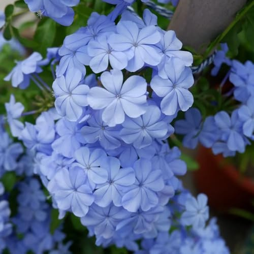 semillas de tallo de plumbago, jardín rocas resistentes Cama elevada para balcón raras variedades antiguas orgánicas silvestres 200pcs