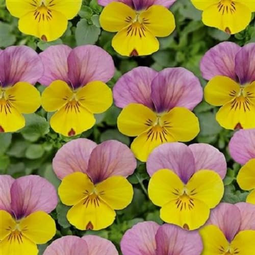 Helza Stiefmütterchen Twix Yellow Rose Wing, Gelb Rosa Flügel, Holländische Veilchen, 200 stück, Blumensamen für Garten und Balkon, Pflanzensamen, Saatgut von Kulturpflanzen