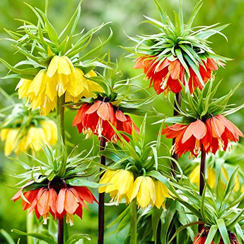 Bulbi Fiori Perenni da Esterno - 6 Bulbi Fritillaria Imperialis Mix - Piante esclusive dall’Olanda - per giardino e vaso (non semi, non artificiali)