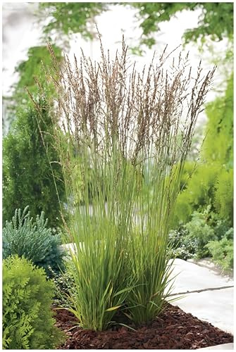 Stauden Gänge 5 x Molinia caerulea 'Heidezwerg' Kleines Pfeifengras | Niedriges Ziergras für Sonne bis Halbschatten, Blüte August bis Oktober, mehrjährig, 1 L Topf (11x11 cm)