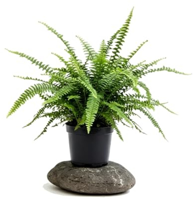 Helecho espada de Interior Nephrolepis Exaltata DECOALIVE con Porte Frondoso, Maceta de 17 cm de Diámetro y 50 cm de Altura