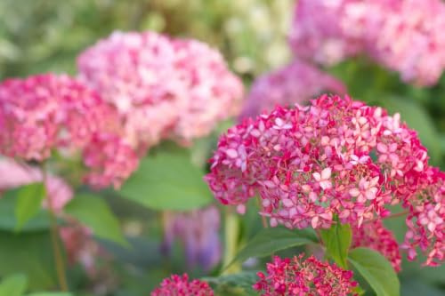 Gardenaria Ortensia Hydrangea arborescens 'Pink Annabelle' Pianta da Esterno, Colore Rosa Pastello, Altezza 30/40 cm, Vaso 18