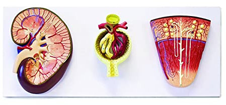 ERNZI Bildungsmodell, Niere, Nephron, Glomerulus, Vergrößertes Modell, Vergrößertes 3-Fach, Demonstriert Die Grundstruktur Der Niere – Harnsystem, Anatomie, Menschliches