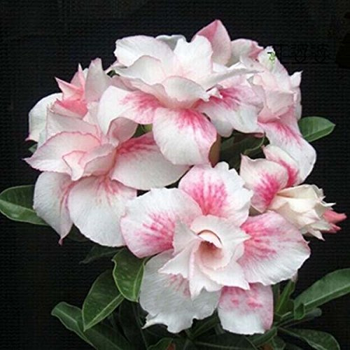 Fleurs doubles roses claires uniques à rayures rouges Plantes Balcon en pot Fleurs de rose du désert Graines Graines d'Adenium Obesum
