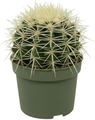 Cactus Bola de Oro | DECOALIVE Echinocactus Grusonii Maceta 10 cm Altura 10-12 cm