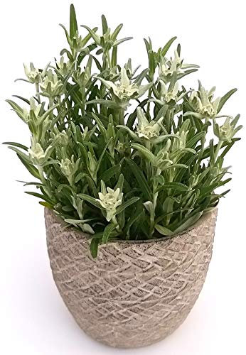 POWERS TO FLOWERS - STELLA ALPINA IN VASO PIETRA, pianta vera