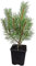 Seedeo® Bergkiefer (Pinus mugo) Pflanze ca. 20 cm - 30 cm