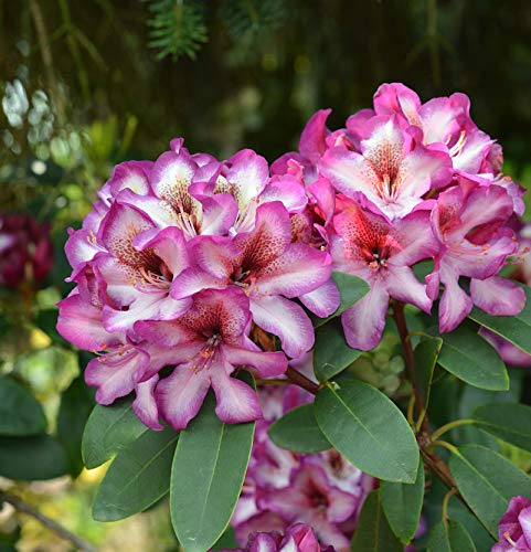 INKARHO - Großblumige Rhododendron Hans Hachmann® 25-30cm - Alpenrose - lebende Gartenpflanze aus den Baumschulen