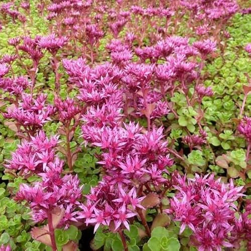 6x Teppich Fetthenne 'Schorbuser Blut' - Sedum spurium ‘Schorbuser Blut’ - Topf 9x9cm