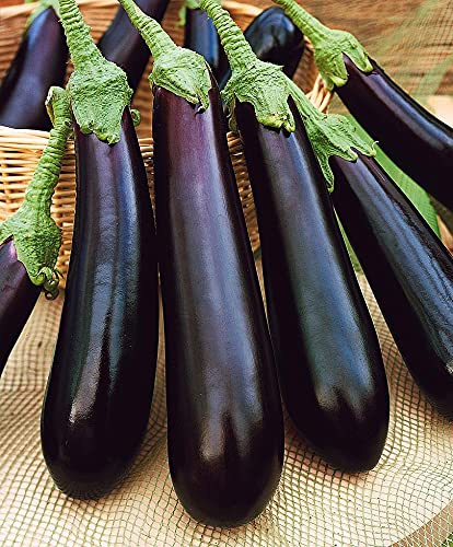 Seeds4planting - Seeds Eggplant Aubergine Long Pop Heirloom Vegetable Non GMO