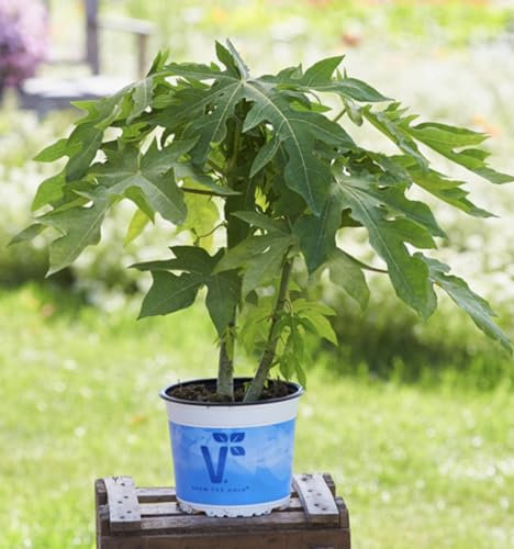Carica Papaya Sunnybees | Papaya Plant | Patio Plug Plant
