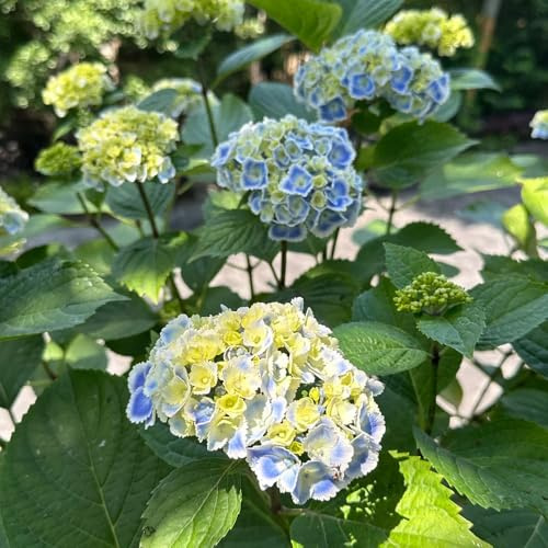 semillas resistentes de hortensias - perenne hortensia de balcón. 45pcs