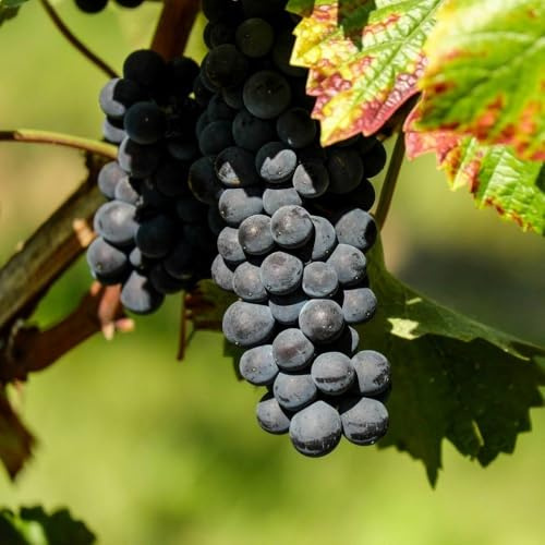 PIANTA DA FRUTTO UVA FRAGOLA NERA in vaso età 2/3 anni (foto reali)