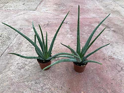 Sweet Aloe - Aloe Barbadensis Miller (40-50 cm, 3-4 años)
