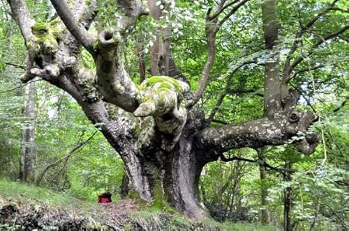 15 Semillas de Haya Común (Fagus Sylvatica)