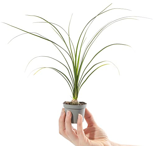 Mini Plante Pied d'Élephant Arbre Bouteille Beaucarnea Recurvata Petite Plante d'intérieur Exotique