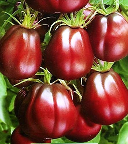 CEMEHA SEEDS - Seeds Black Truffle Tomato Japanese Determinate Non GMO Vegetable for Planting