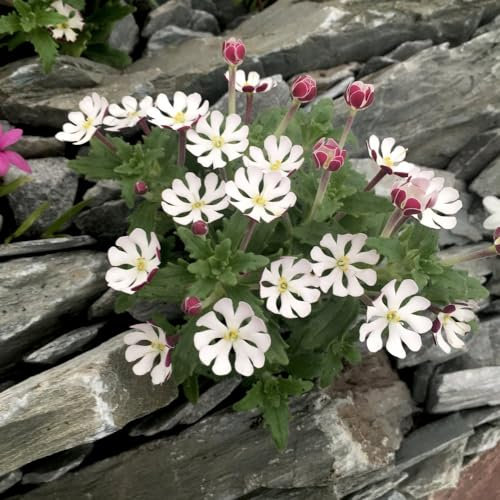 Stunning Evergreen Yucca filamentosa - Focal Point - Sword-Shaped Leaves - Creamy-White Bell-Shaped Flowers - Low Maintenance - Drought-Tolerant - 1x 3.6 litre Potted Plant by Thompson & Morgan