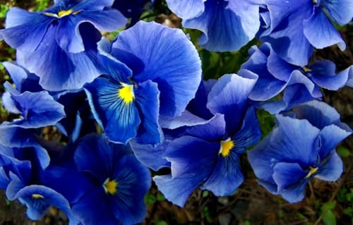 Riesen Stiefmütterchen Blua 'Schweizer Riesen', (Blau Pansy)
