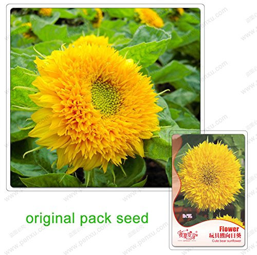 Paquet de graines de tournesol Fleurs en pot Graines de tournesol Ours mignon Paquet de 100 graines