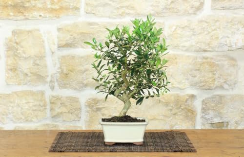 Bonsai di Olivo da frutto in vaso smaltato - età 8 anni