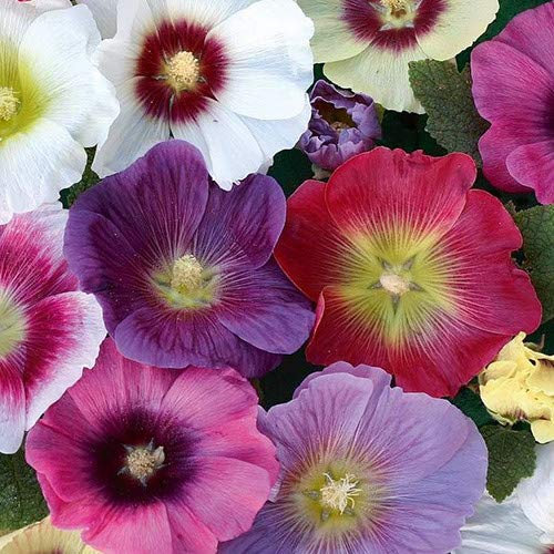 Plant World Seeds - Hollyhock Jamboree Mix Seeds (Perennial Flower Seeds)