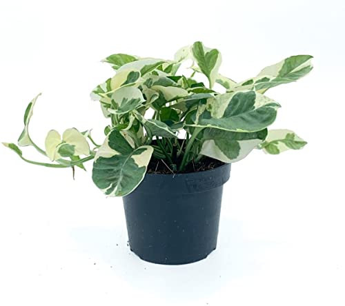 Epipremnum Pinnatum Happy Leaf PREMIUM Planta Natural de Interior