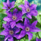Clematis 'The President' Planta Trepa de Jardín Resistente Floración Arbusto | Maceta de 9cm.