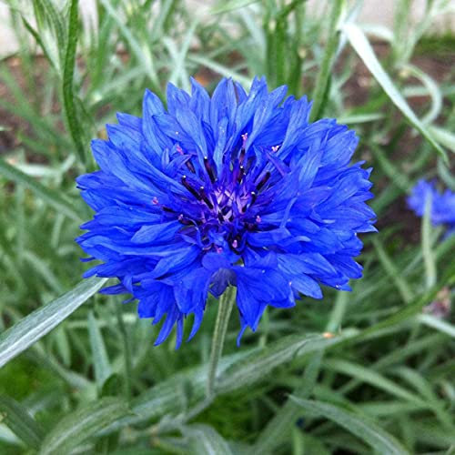 Vision4ever 200 Bouquet Blue Cornflower Seeds Centaurea Cyanus UK Gardens & Vase Flowers Cornflower Double Blue Ball