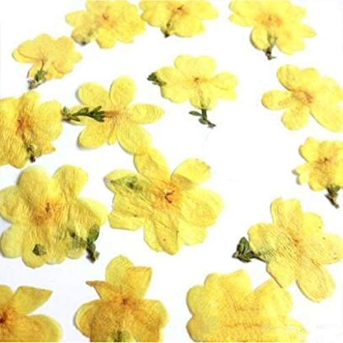 HANRUO Dried Flowers-10pcs/lot Two Color Sweet Violet Small Dried Flowers Preserved Flower Materials For Diy Bookmark Mobile Phone Shell Card (Color : 4)