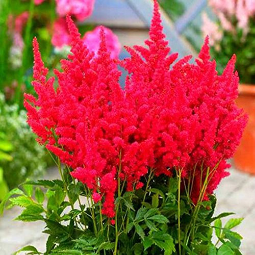 Graines de bégonia, graines en pot, graines de fleurs (couleurs mélangées) Paquet de 100 graines