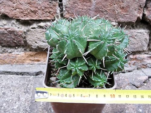 Geosism & Nature Euphorbia pillansii-Hybride. 12 cm, Kaktus, Sukkulente