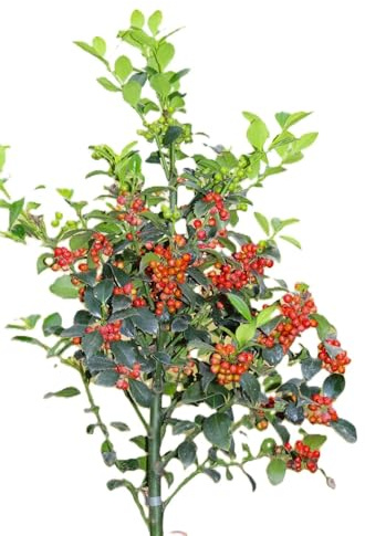 Agrifoglio Ilex Meserveae - Fata di siepe, 100-125 cm
