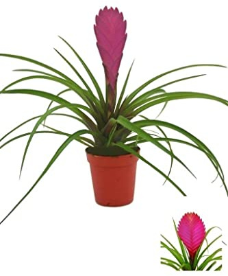 DECOALIVE Planta del Aire Tillandsia Cyanea Anita Planta Natural con Flor Rosa Clavel del Aire
