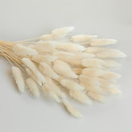 Lagurus Creme 120 Stück 65 cm | Trockenblumen | Klein Pampasgras | Dried Flowers | |Hochzeitsdeko| Trockenblumenstrauß | Weihnachtskranz | Kranz | Fotografie Deko | Vase Deko | (Creme)