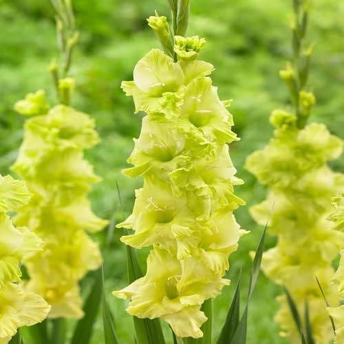 Gladiolus Flower Seeds100pcs Green