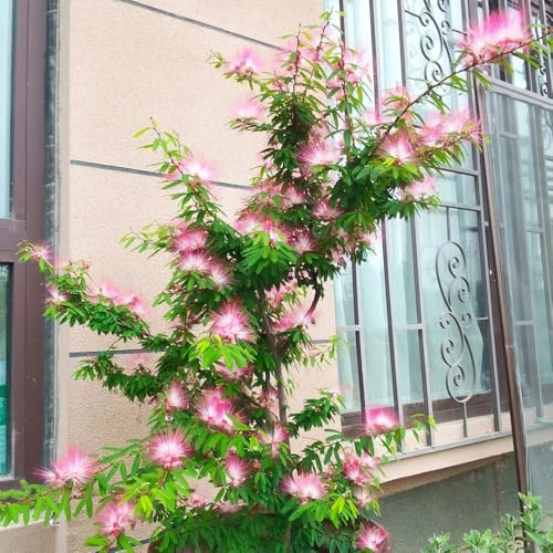 seidenbaum winterhart - kübelpflanzen schlafbaum gewächshaus balkon exotische dekoration wohnzimmer outdoor 150samen