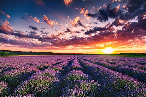 Muralo Fototapete Vlies Blumen, XXL, Pflanzen, Natur - 210x315 cm