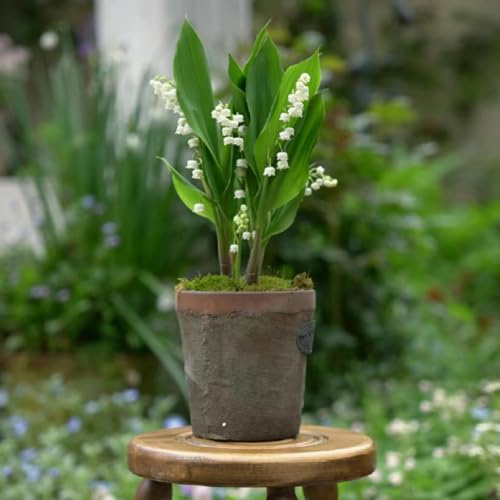 bulbos de lirio de los valles - perennes resistentes temprana primavera jardín 22pcs
