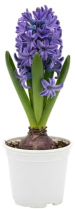 Bulbo Natural DECOALIVE Jacinto Flor Aromática y Color Intenso para un Hogar Lleno de Vida