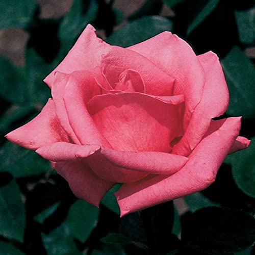 BRECK'S - Pink Peace Dormant Bare Root Hybrid Tea Rose, Includes one Plant per Order