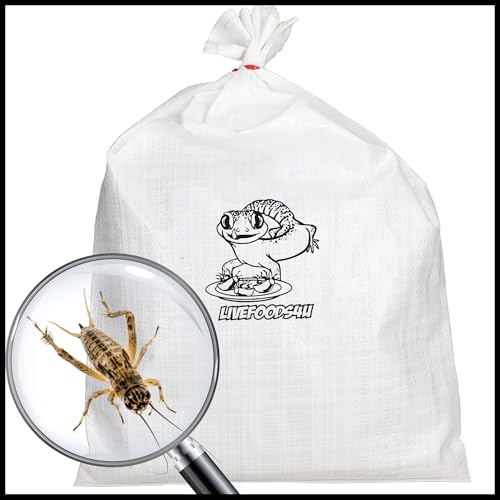Livefoods4u Silent Brown Crickets 15-20mm Bulk Bag 500 | Reptile Food