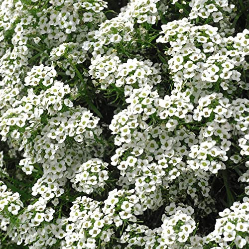 Flower Seed Alyssum Carpet of Snow Hardy Annual Ground Cover Summer Bedding Rockery Alpine Costal Garden Low Growing Wide Spreading - 1 Packet (1000 Seeds) by Thompson and Morgan