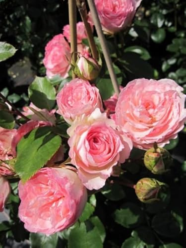Kletterrose Mini Eden Rose® - Rosa Mini Eden Rose®
