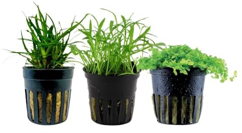 AquaOne Aquarium Pflanzen 3X Wasserpflanzen Set mit 5 Vordergrundpflanzen | Alternanthera Lilaeopsis Helanthium Micranthemum