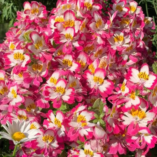 bauernorchideesamen - Schizanthus pinnatus - outdoor steingartenpflanzen winterhart topfpflanzen für draußen 400pcs