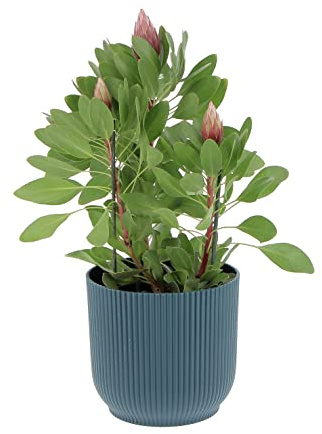 KENTIS - Protea 'Little Prince' - Protea Planta con Flores - Plantas Auténticas de Jardín de Exterior - H 50-60 cm Maceta Ø 17 cm